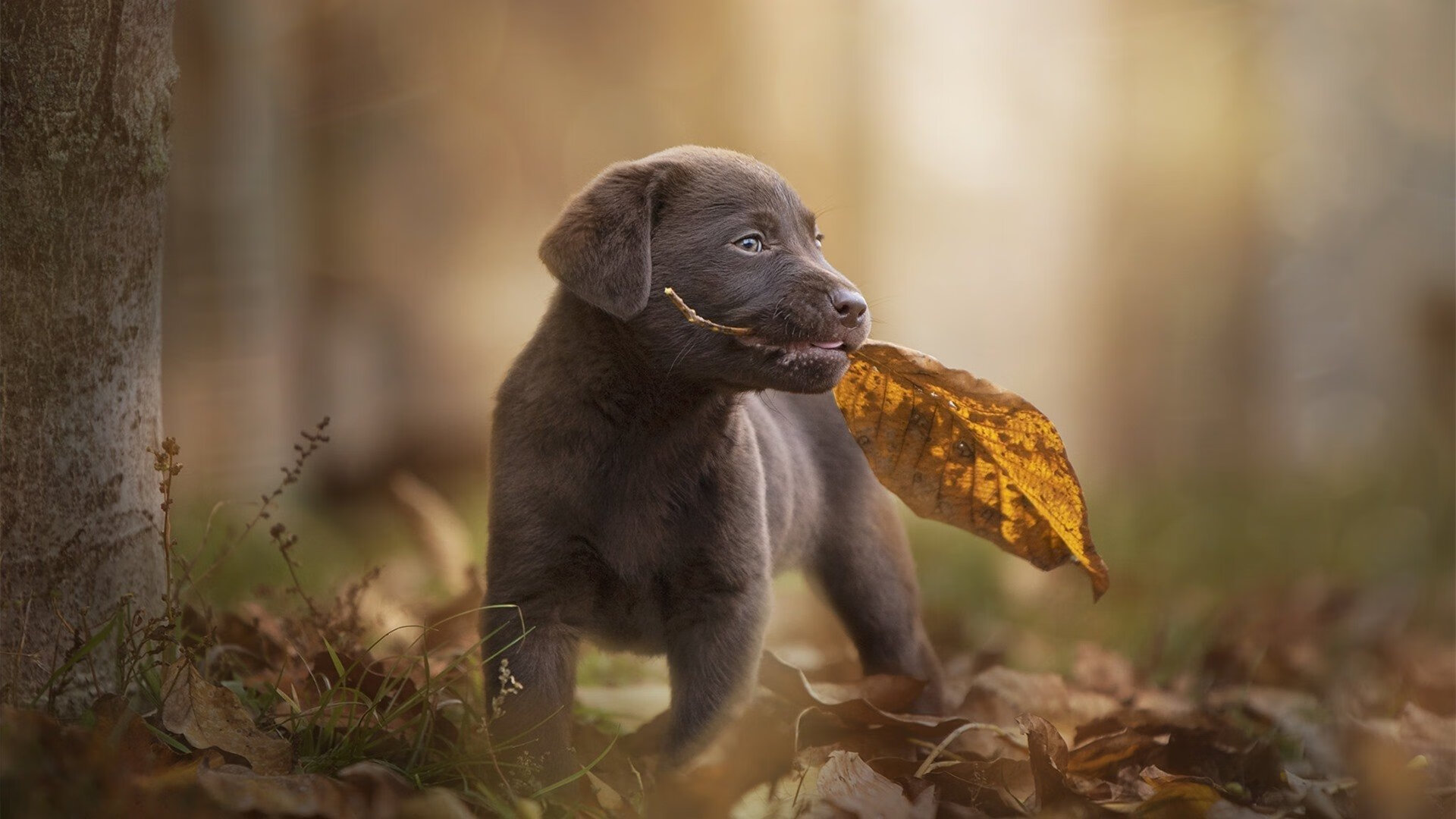 德甲精彩瞬间:激烈对抗不断刷新纪录,德甲 集锦