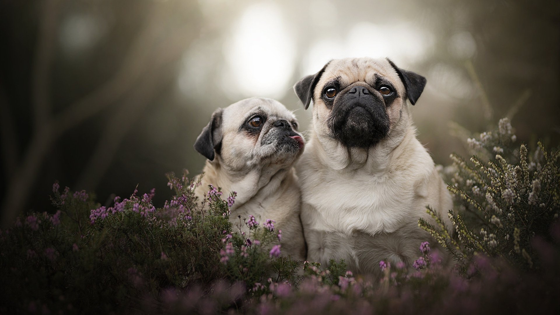 林丹接受公益节目访谈分享退役生活，林丹日常