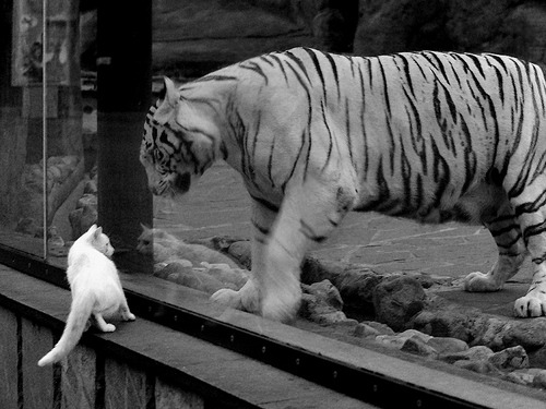 法甲青年崛起：天赋无限，未来可期，法甲青训