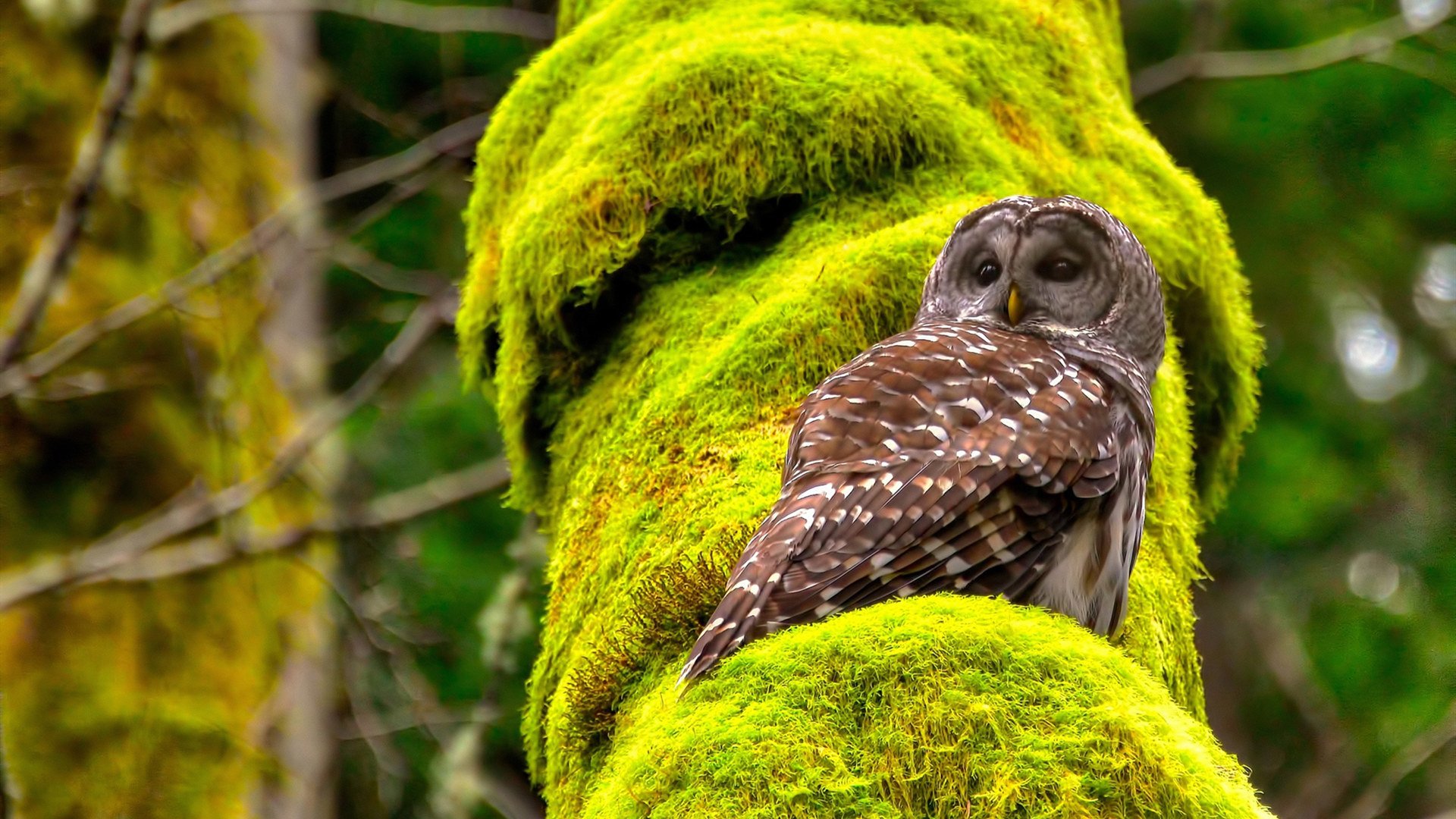 英超冲刺高潮:精彩不停,悬念不断!,英超read